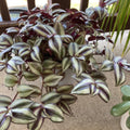 Tradescantia Plant, Silver Wandering Jew Plant Live in 2.5 Inches Pot, Live House Plant