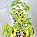 Velvet Tradescantia Live Plant in 3.5" Pot, Wandering Jew Plants Live Houseplants Large Size, Fast Growing Plant Indoor Outdoor