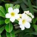 Desert Rose Live Plant, Adenium Desert Rose 4-8'' Tall, Hardy Flowering Succulent for Indoor Outdoor Gardens (White Flowers)