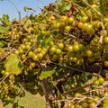 Grape Vine Live Plant 1-2 Year Old, Sweet Grape Plant Live for Growing, Grape Fruit Well Rooted Plant Bareroot (Early Fry Muscadine Grape)