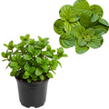 Live Mint Herb Plant, Perennial Mint Plant, Fragrant Mints, 3.5 Inch Pot for Indoor or Outdoor Growing (Orange Mint)