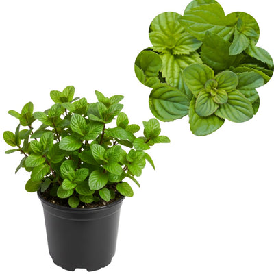 Live Mint Herb Plant, Perennial Mint Plant, Fragrant Mints, 3.5 Inch Pot for Indoor or Outdoor Growing (Orange Mint)