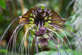 1 Black Bat Flower Tacca Chantrieri Plants Live, 5-9 Inch Tall, Black Orchid Bat Flowers Houseplant