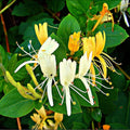 Yellow White Honeysuckle Bush Climbing, Honeysuckle Plant Live Vine, Fragrant Lonicera Perennial Bushes Shrubs Potted