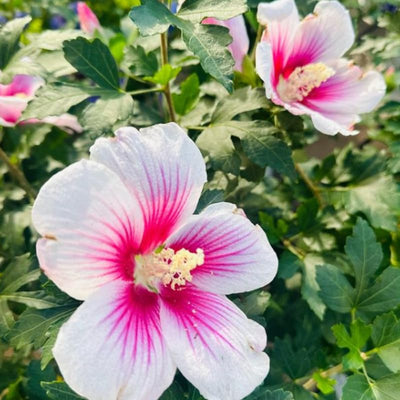 Pink Rose of Sharon Plant Live 4 Inch Container, Hardy Hibiscus Plant Live, Althea Hibiscus Syriacus Flowers