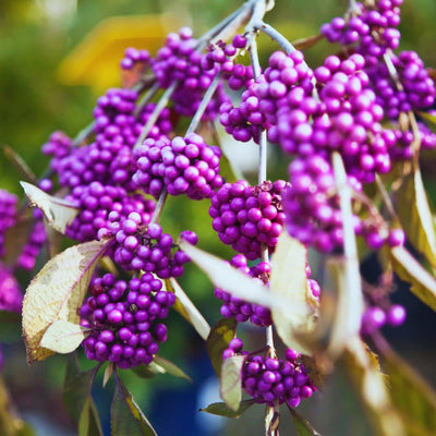 Beautyberry Plant Live, American Beautyberry Live Plant, Flower Bush Shrub Tropical Plants Indoor Outdoor, 5 to 6 Inc in Height
