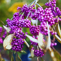 American Beautyberry Plant Live, Hardy Purple Beautyberry Live Plant, Flower Bush Shrub Berry Plants, 4 Inc Pot, Home Gardening