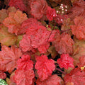 Red-Orange Coral Bells Heuchera Live Plant in 2.5 Inch Pot, Perennial and Shade Heucherella Bushes Shrubs Plant