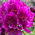Big 1 Gallon Purple Rhododendron Plants Live, 1-3 Years Old Azalea Plants Live Shrubs Bushes for Planting, Very Well Rooted