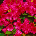 1-2 Ft Rhododendron Plants Live Bush Shrubs in 1 Gallon Pot for Planting, Azalea Bush Ready Plant, Live Rhododendron Plant Azalea (Red)
