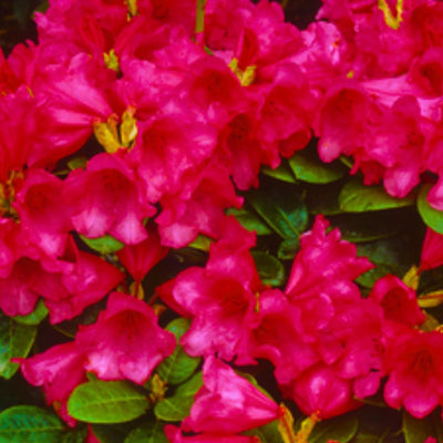 1-2 Ft Rhododendron Plants Live Bush Shrubs in 1 Gallon Pot for Planting, Azalea Bush Ready Plant, Live Rhododendron Plant Azalea (Red)