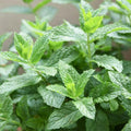 Set 4 Spearmint Plants, 4 to 7 Inch Tall Fresh Herb Starter Plant, Without Pot, Live Spearmint Plant for Patio and Garden, Culinary Herbs Fragrant Leaves