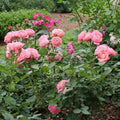 Pink Rose Bushes Ready to Plant, Climbing Roses Live Plants Fragrant, 6-8 Inc Tall in Pot, Year-Round Blooming, Can Grow as Bush or Climber