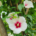 Set 3 Rose of Sharon Plant 2 Inches