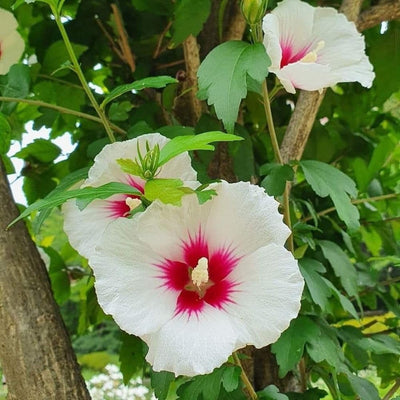 Set 3 Rose of Sharon Plant 2 Inches