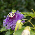 Purple Passion Flower Plant, Passion Flower Vine Perennial for Outdoor Garden, 4 Inc Pot