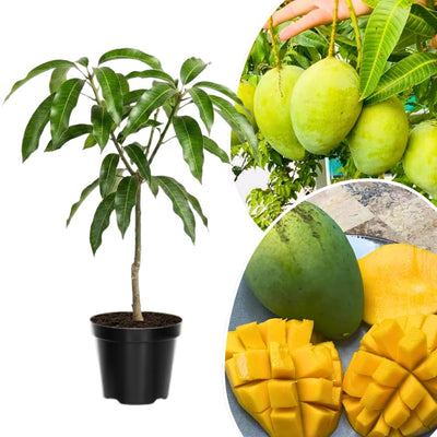 Sweet Mango Tree Live Plant, 10-14" in Tall, Yellow Mango Plant Live for Planting Home Garden, in Pot, Well-Rooted Tropical Fruit Tree
