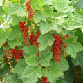 Red Currant Live Fruit Plant, 10-12" Tall Starter Shrub for Garden, Patio, and Outdoor Spring Growing