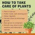 Set 6 Greek Basil Plants, 4 to 7 Inch Tall Herb Starter Plant, Without Pot, Live Basil Plant for Patio and Garden, Culinary Herbs Fragrant Leaves