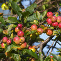 Crabapple Tree Live Plant 6 to 10 Inch Tall, Crabapple Plant Live Well Rooted Starter Plant Zones 4 to 9