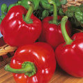 2 Sweet Bell Pepper Plants Live 100 Days Old Seedlings for Growing Outdoors, Red or Green Color