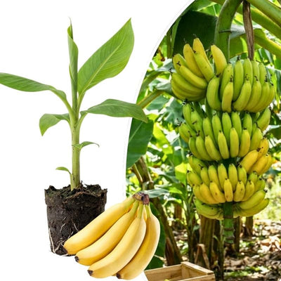 Basjoo Banana Live Plant, 4-7 Inch Tall, Banana Fruit Plant, Tropical Fruit Tree in Garden, No Pot