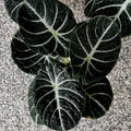 2 Black Velvet Alocasia Plants Live Houseplant for Indoor Outdoor Growing, 4 to 8 Inches Tall, Rare and Hardy