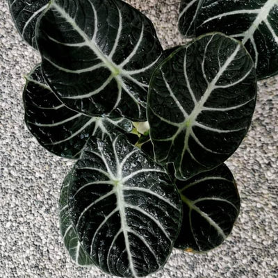 2 Black Velvet Alocasia Plants Live Houseplant for Indoor Outdoor Growing, 4 to 8 Inches Tall, Rare and Hardy