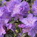Big 1 Gallon Blue Rhododendron Plants Live, 1-3 Years Old Azalea Plants Live Shrubs Bushes for Planting, Very Well Rooted