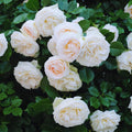 Climbing Roses Live Plant, Climbing Rose Plant Live, 5 to 7'' Tall, Fragrant Flower Bush Plants for Gardening (White)