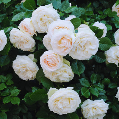 Climbing Roses Live Plant, Climbing Rose Plant Live, 5 to 7'' Tall, Fragrant Flower Bush Plants for Gardening (White)
