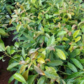 HASS Avocado Plant Live 6-10 Inches Tall, 4 Inc Pot, Well-Rooted Avocado Tree Starter for Home Garden and Containers