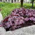 Dark Leaf Heuchera Live Plant Shrubs, Coral Bells Plant Live 2.5 Inch Pot, Shade Perennial Heucherella Plant