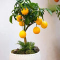 Starter Meyer Lemon Trees Live Plants in 4" Pot, 1 to 2 Inch Tall, Hardy Citrus Tropical Fruit, Yellow Lemon Lime Like