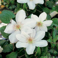 Clematis Vine Plant Live for Planting Outdoor, Clematis Plants Live, 4 to 6 Inch Tall, 2.5 Inc Pot, Perennial Fragrant Flowers Plant, White Clematis