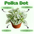 Polka Dot Live Plant, Polka Dot Plant, Small Indoor Plants, 2.5 Inches Pot for Indoor or Outdoor Houseplant (White)