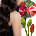8 Shampoo Ginger Plants Live Roots, Awapuhi Ginger Bulbs Tuber for Planting, Zingiber Zerumbet Pinecone Ginger Plant, Red Ginger Lily Flowers Outdoor Growing