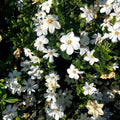 Gardenia Tree Live Plant, Hardy Daisy Gardenia, Fragrant White Flowering Tree Shrub, 2.5 Inch Pot, Zones 6-10