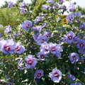 Hibiscus Rose of Sharon Plant Live, 4" Potted Althea Syriacus Flowers for Spring Planting, Hardy Shrub with Vibrant Blooms (Single Blue)