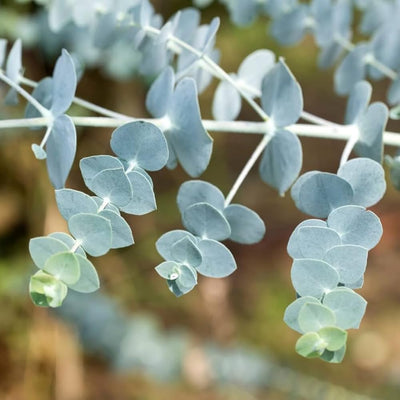 Baby Blue Eucalyptus Plant Live, Eucalyptus Houseplant for Planting Indoor in 2.5'' Pot