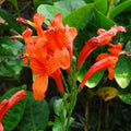 Fragrant Orange Honeysuckle Plants Live Vines, Perennial Lonicera Tecoma Honeysuckle Plants, 5 to 9 Inches Tall