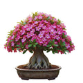 3 Assorted Desert Rose Plants Live, Adenium Desert Rose Live Plant, 5 to 7 Inches Long, Cactus Succulent Plant Perennial Flowering
