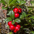 American Cranberry Trees Low Bush Groundcover in 3 Inc Pot, Red Cranberries Tree Viburnum Plant, Edible Cranberry Tree Live for Planting