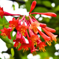 Honeysuckle Plant Live for Planting, Lonicera Honeysuckle Vine, Very Hardy, in 2.5 Inc Pot, Fragrant Red Bloom