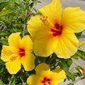 4 Hardy Hibiscus Plants Live, Yellow Hibiscus Flowers Plant, Hibiscus Live Plant Indoor, 3 to 5 Inc Tall Seedling