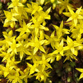 Gold Sedum Plant Live, Stonecrop Succulent Live Plant 2.5 Inch Container, Moss Sedum Ground Cover