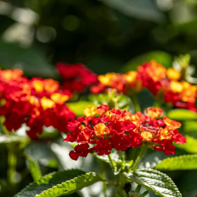 Set 3 Lantana Plants Live, Red Lantana Flower Live Plants Well Rooted from 4 Inc Tall