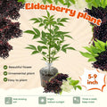 Elderberry Plant Live Tree Well-Rooted, 8 Months Old Starter Plant 6-12 Inches in Tall, Elderberry Shrub Cold Hardy, Sweet American Elderberries