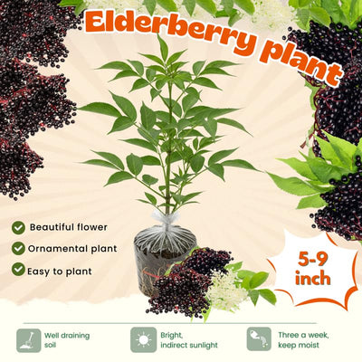 Elderberry Plant Live Tree Well-Rooted, 8 Months Old Starter Plant 6-12 Inches in Tall, Elderberry Shrub Cold Hardy, Sweet American Elderberries