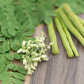 2PPP Moringa Oleifera Live Plant, 4–8 Inches Tall, Tree for Home Gardens